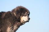 DOGUE DU TIBET 419